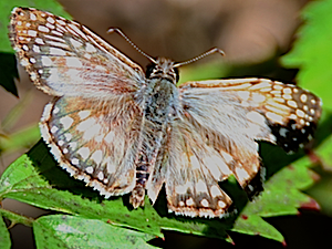 Tropical Checkered Skipper Butterfly